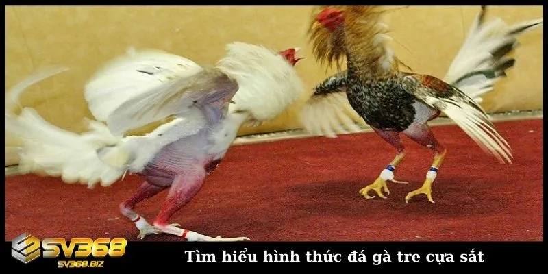 Khám phá chi tiết về hình thức đá gà tre Thomo hấp dẫn 2 Đá gà tre cựa sắt Thomo hấp dẫn và kịch tính